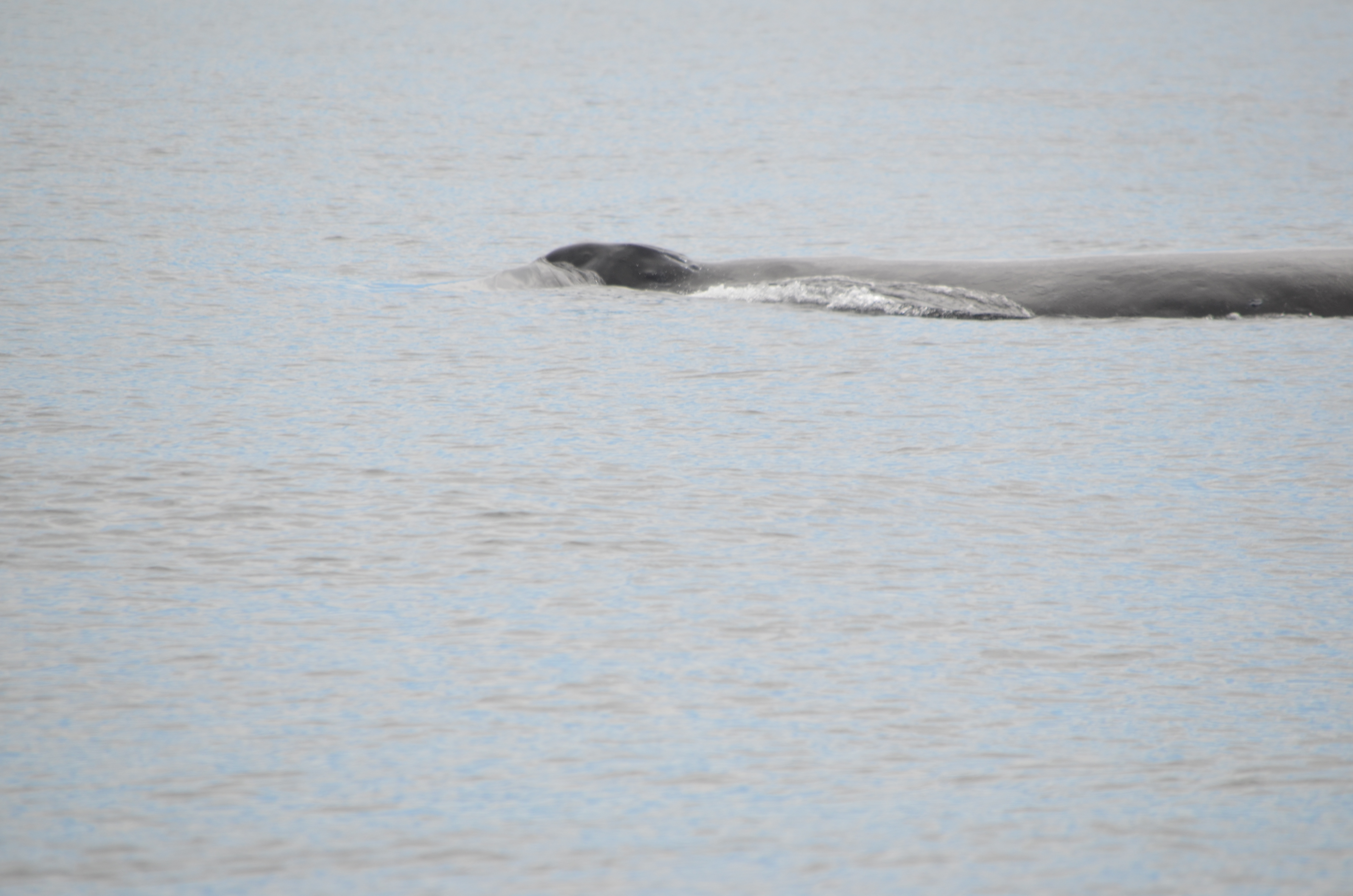 photos/wildlife/Mammal_Species/Humpback Whale/DSC_0038.JPG